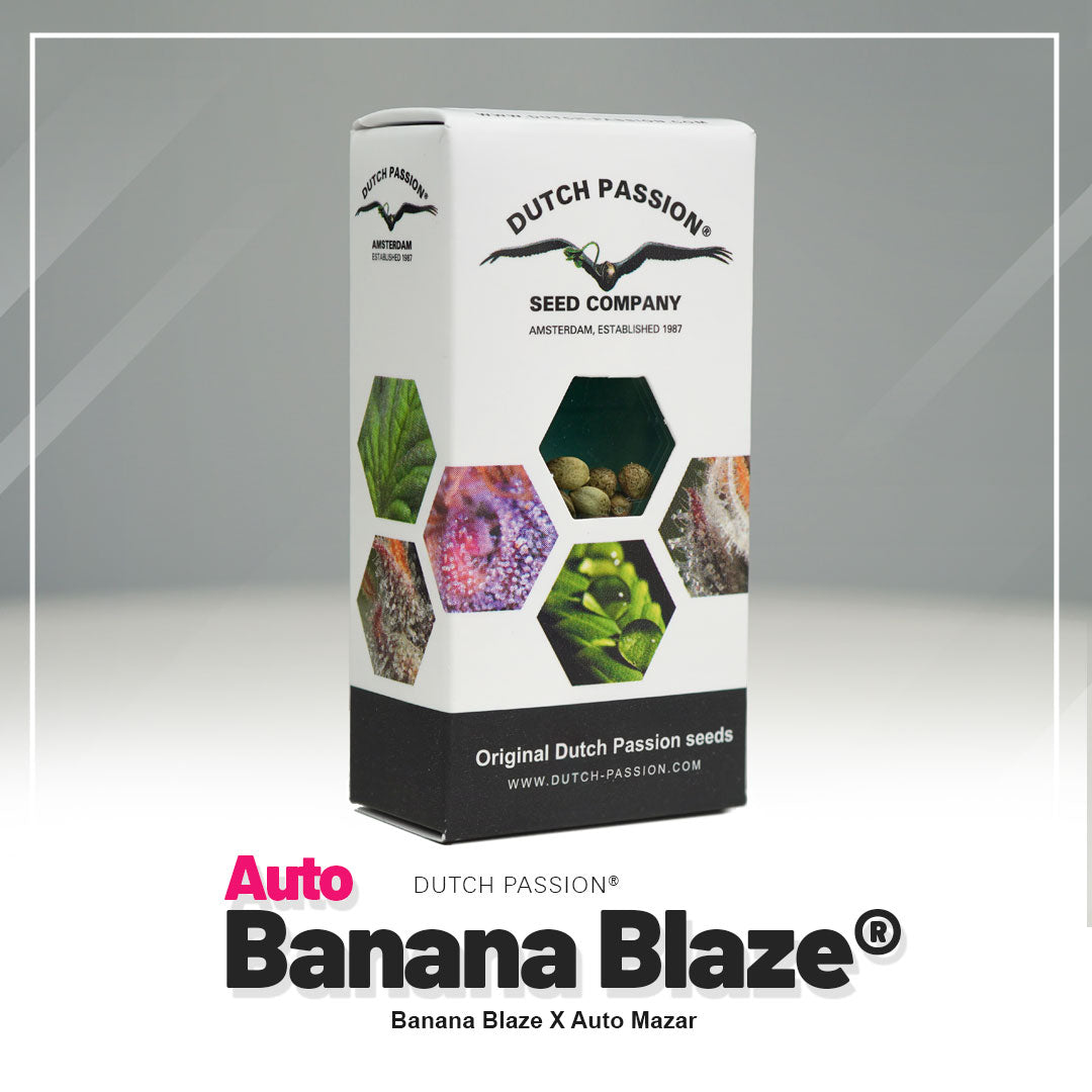 Auto Banane Blaze Verpackung