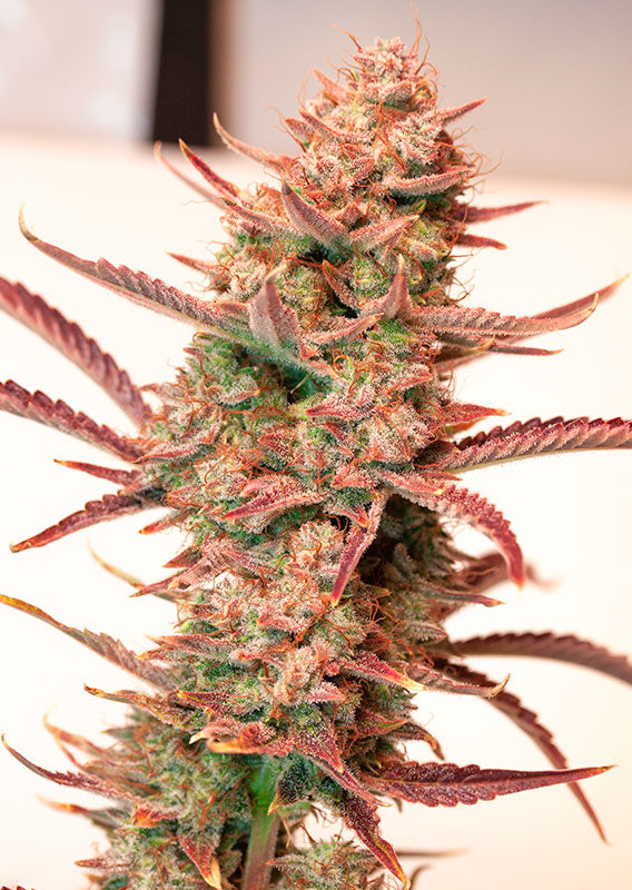 Auto Banane Blaze Pflanze