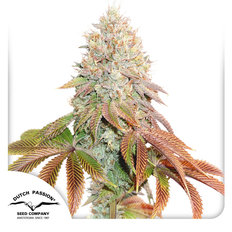 Auto Banane Blaze Blüte