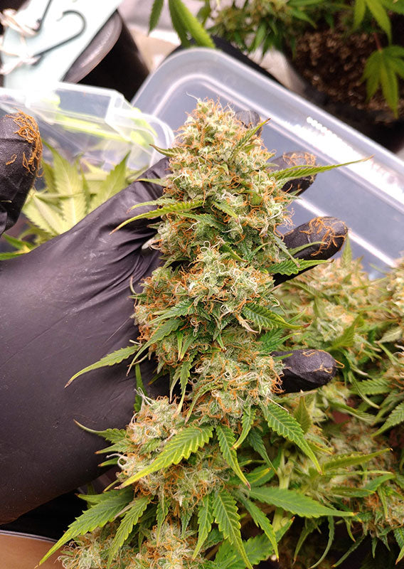 Auto-Blueberry Blüten Cannabis Pflanze Ernte