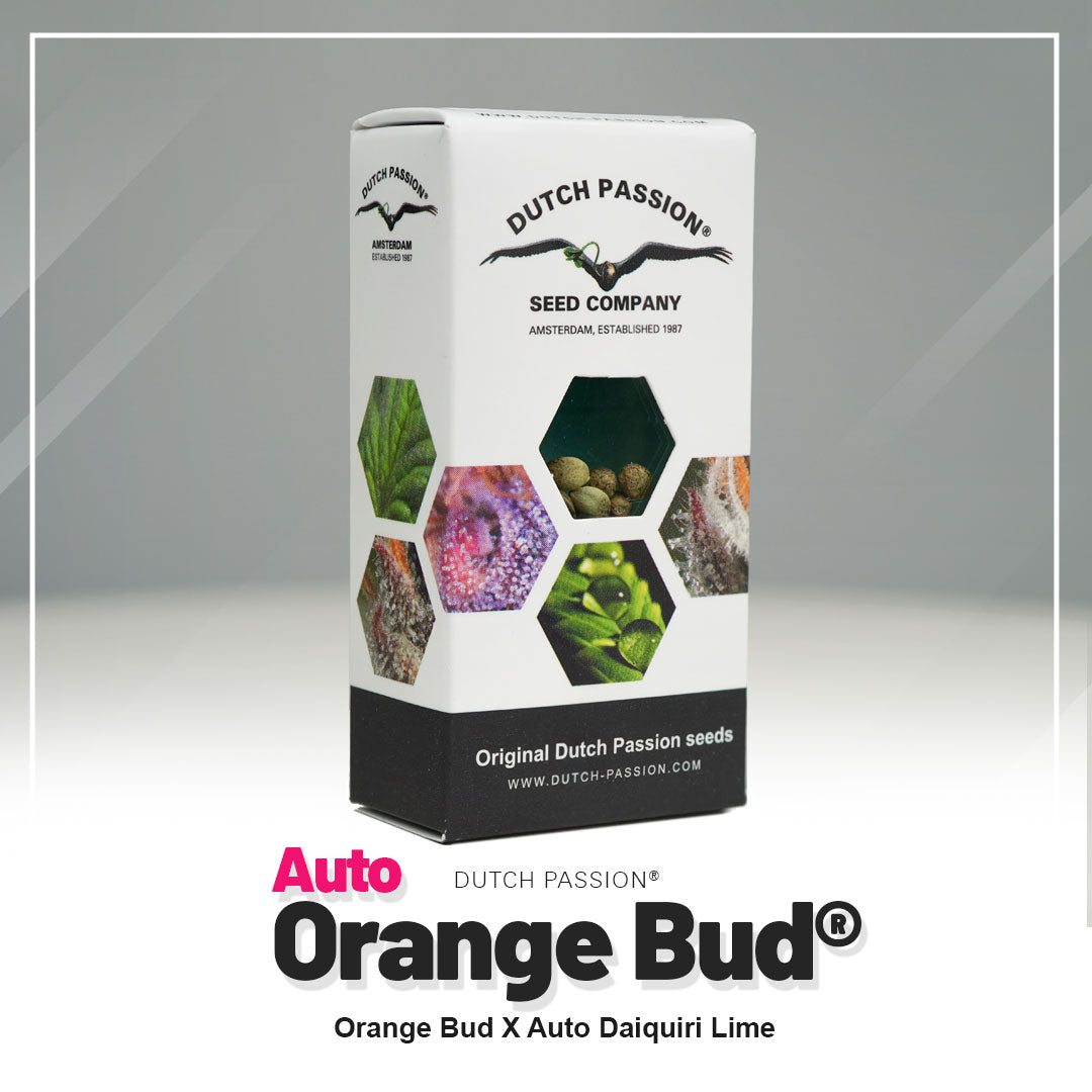 Orange Bud - Auto Hanfsamen Verpackung