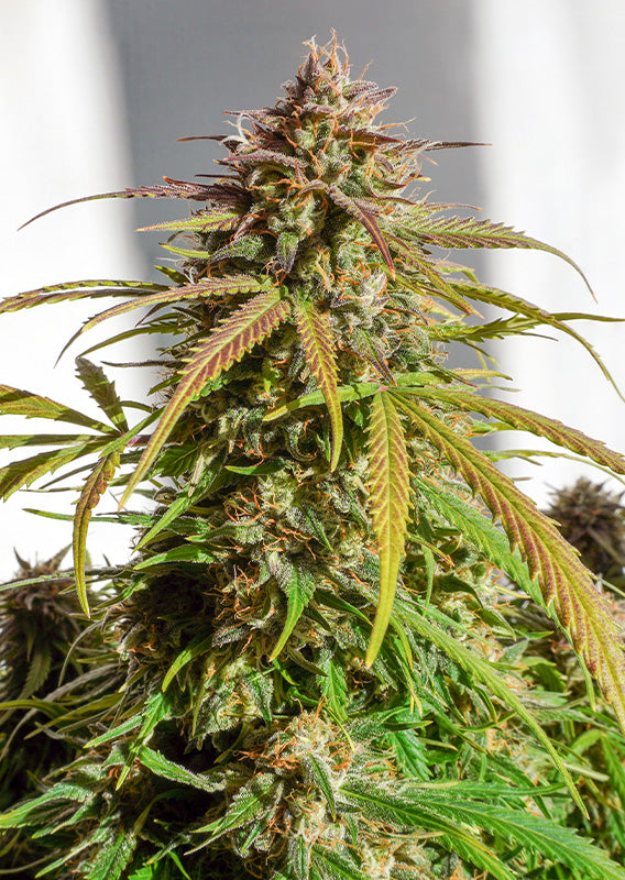 Orange Bud - Auto Hanfpflanze in Blüte