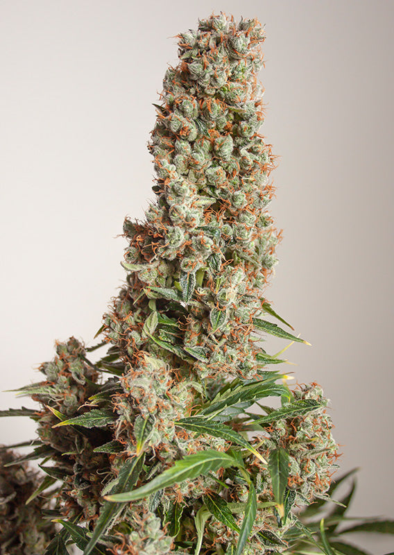 Orange Bud - Auto Cannabis Pflanze Blüte