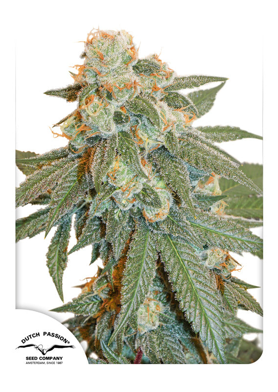 Orange Bud - Auto Hanfplanze Blüte