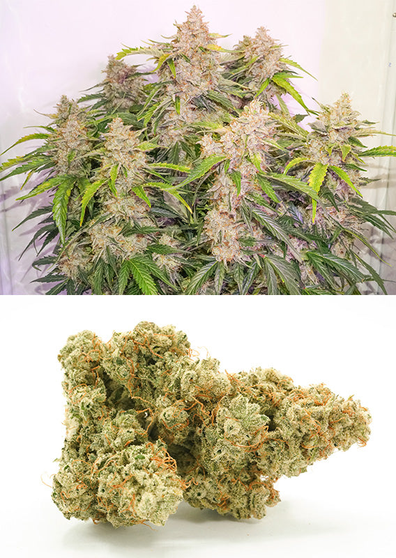 Skywalker Haze - Auto Hanfpflanze Ernte