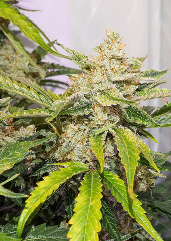 Skywalker Haze - Auto Hanfpflanze mit Blüte