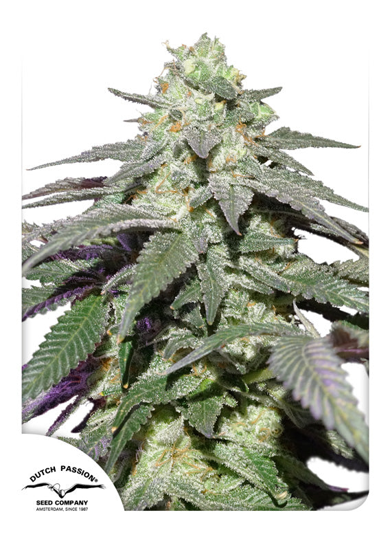 Skywalker Haze - Auto Hanfpflanze Blüte