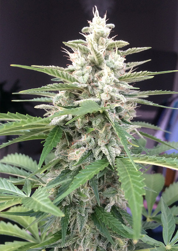 White Widow - Auto Hanfpflanze in Blüte