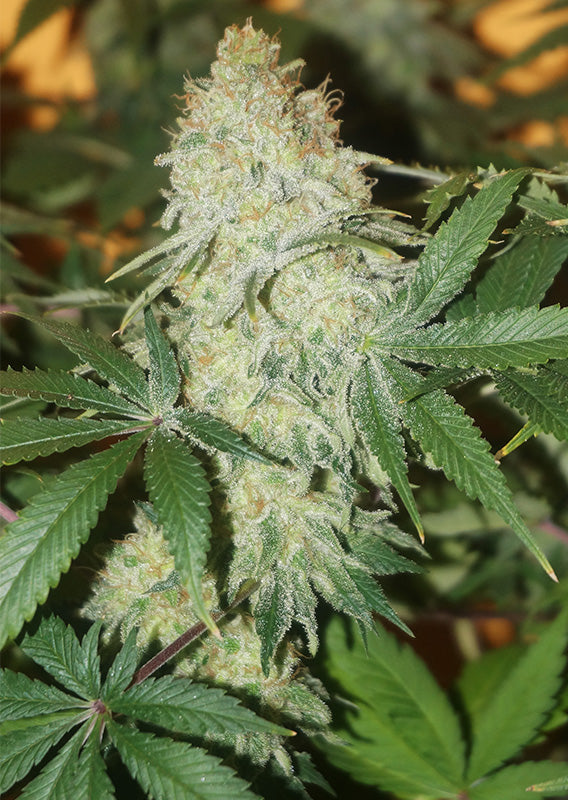 CBD Skunk Haze - Feminisiert Hanfpflanze Blüte
