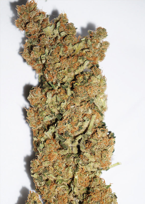 CBD Skunk Haze - Feminisiert Cannabis Pflanze Blüte