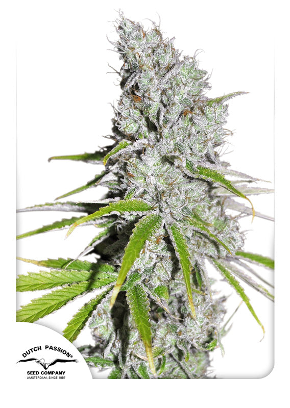 CBD Skunk Haze - Feminisiert Hanfpflanze