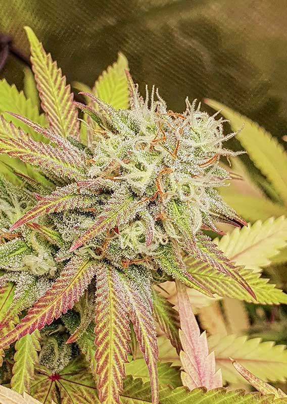 Critical Orange Punch - Feminisiert Hanfsamen Blüte
