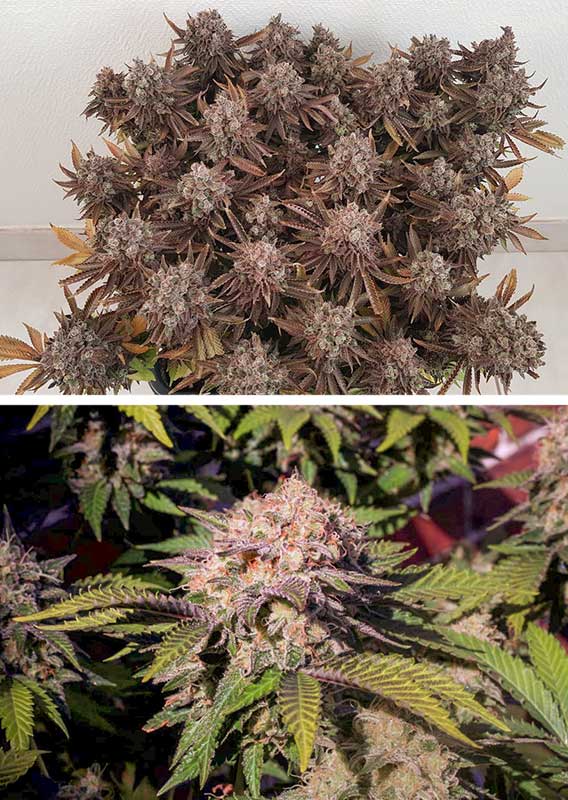 Critical Orange Punch - Feminisiert Hanfsamen Darstellung Blüte