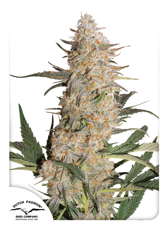 Critical Orange Punch - Feminisiert Hanfsamen