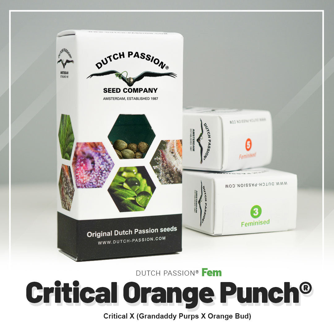 Critical Orange Punch - Feminisierte Hanfsamen Verpackung
