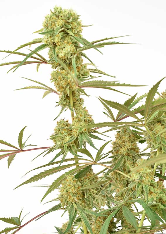Durban Poison Feminisierte Hanfsamen Ernte