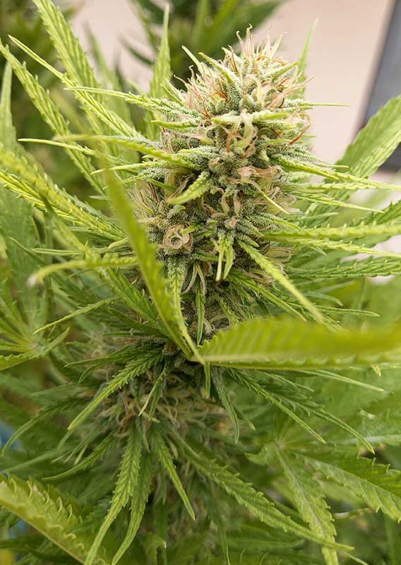 Durban Poison Feminisierte Hanfsamen Blüte Indoor