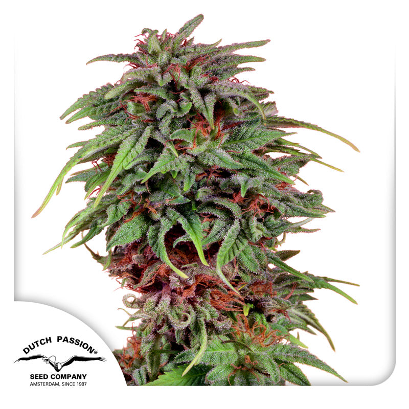 Durban Poison Feminisierte Hanfsamen Blüte