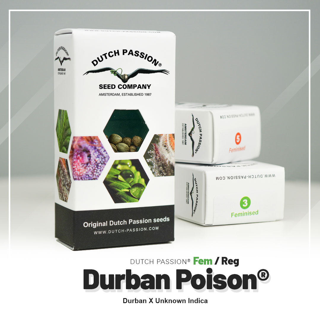 Durban Poison Feminisierte Hanfsamen Verpackung