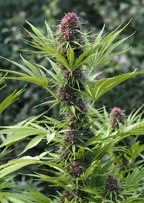 Frisian Dew - Feminisiert mit lila Blüte Outdoor