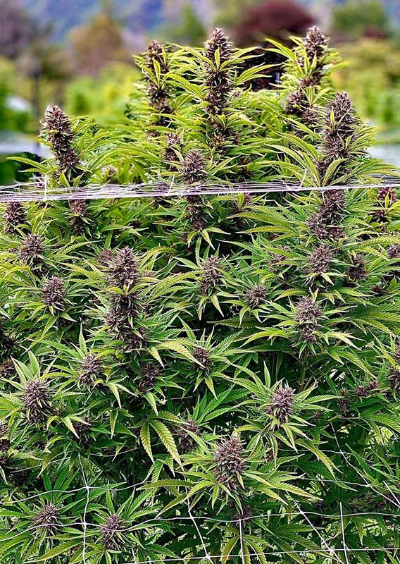 Frisian Dew - Feminisiert Outdoor