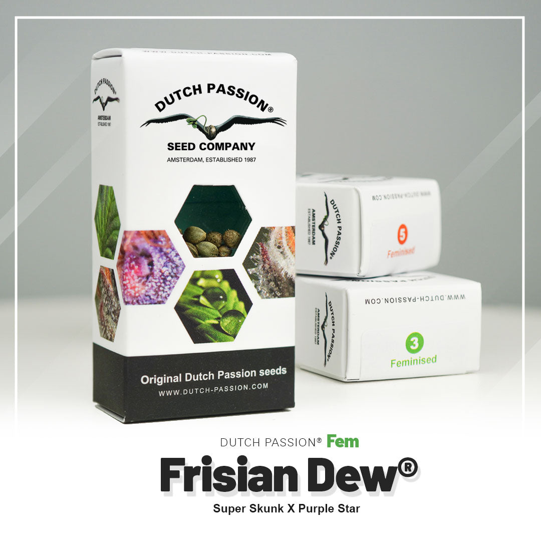 Frisian Dew - Feminisierte Hanfsamen Verpackung