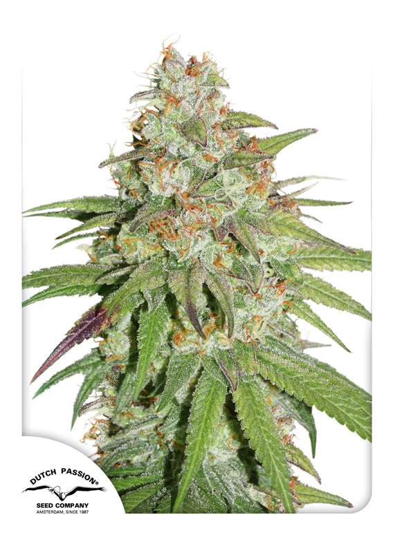 Glueberry O.G. - Feminisiert Blüte