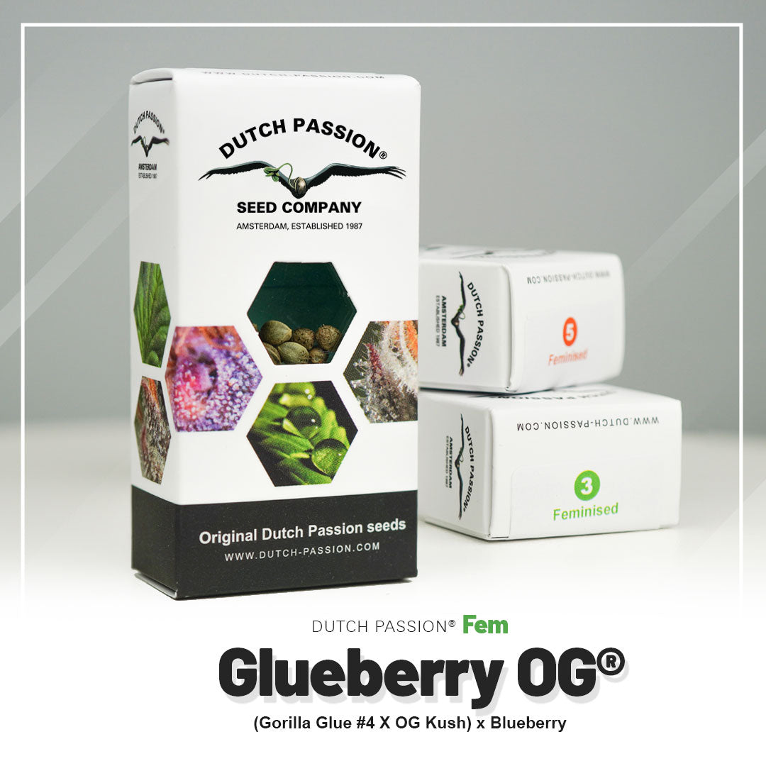 Glueberry O.G. - Feminisierte Hanfsamen Verpackung