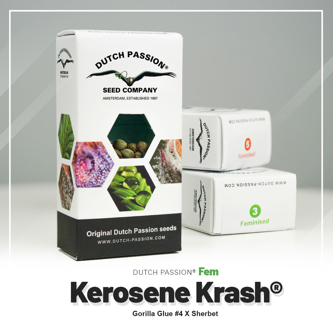 Kerosene Krash - Feminisierte Hanfsamen Verpackung