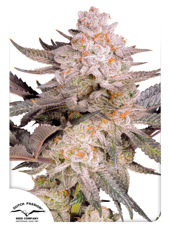 Orange Bud - Feminisiert Hanfpflanze
