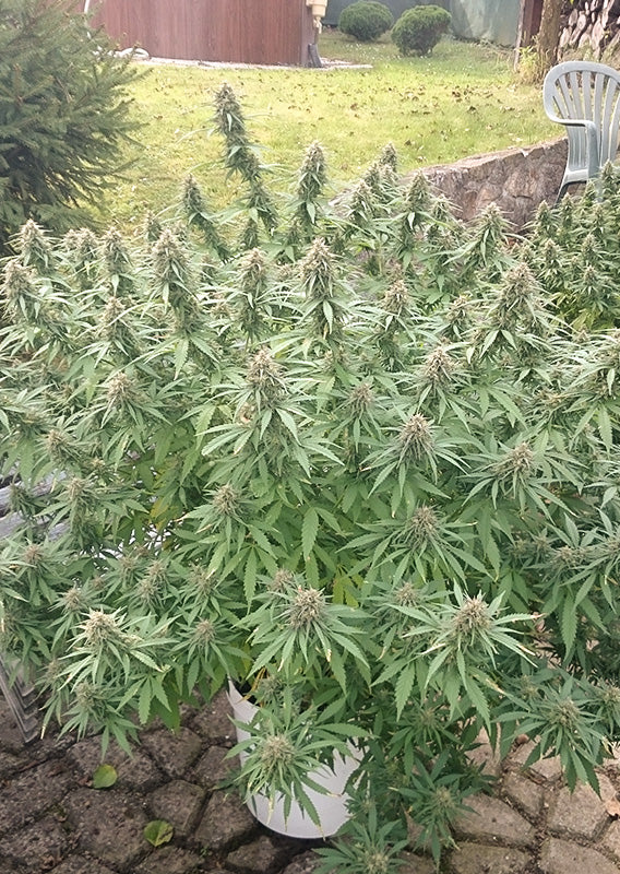 Orange Bud - Feminisiert Hanfpflanze Outdoor