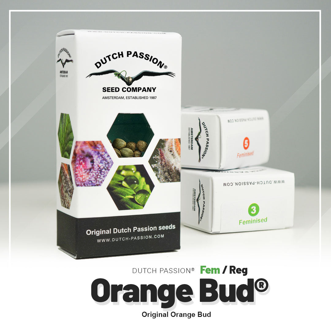 Orange Bud - Feminisierte Hanfsamen Verpackung