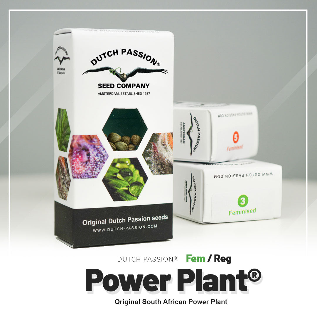 Power Plant - Feminisierte Hanfsamen Verpackung