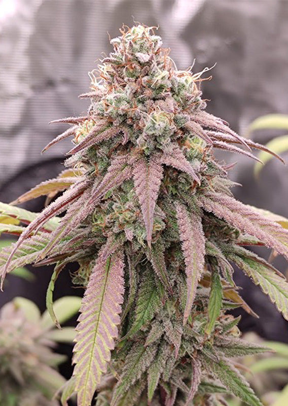 Skywalker Haze - Feminisiert Hanfpflanze Blüte