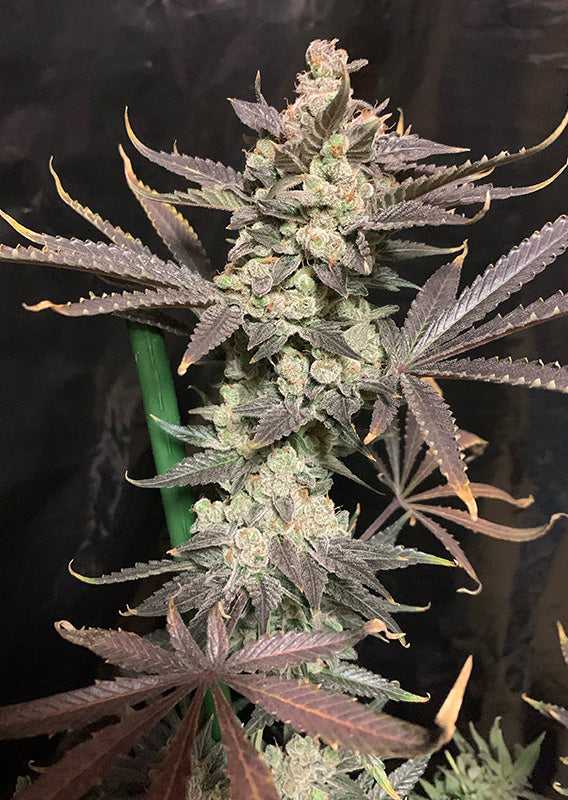 Skywalker Haze - Feminisiert Hanfpflanze in Blüte