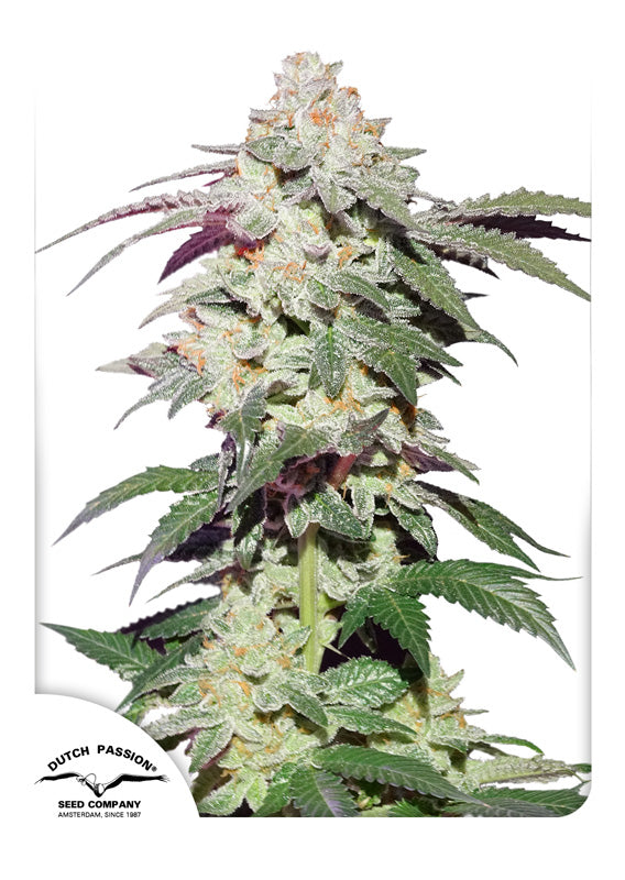 Skywalker Haze - Feminisiert Hanfpflanze mit Blüte