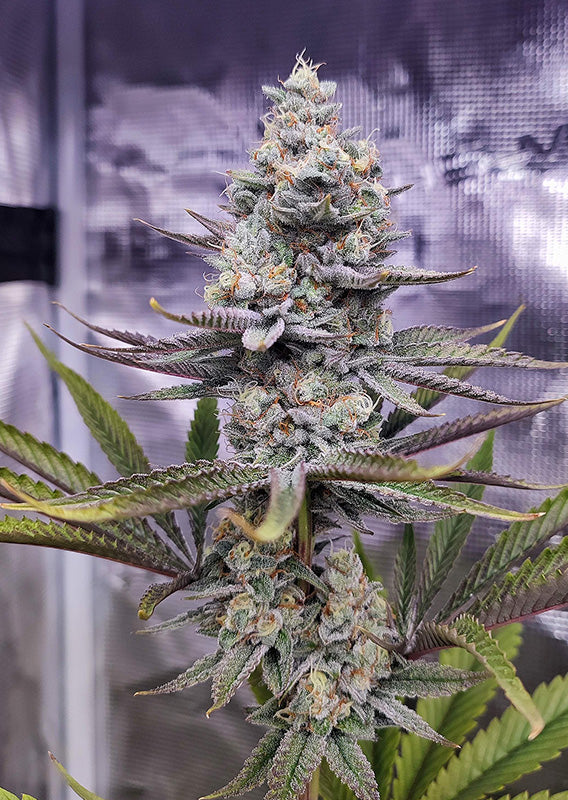 Sugar Bomb Punch - Feminisierte Hanfsamen Indoor