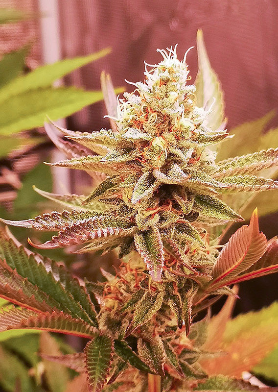 Sugar Bomb Punch - Feminisierte Hanfsamen Blüte Indoor