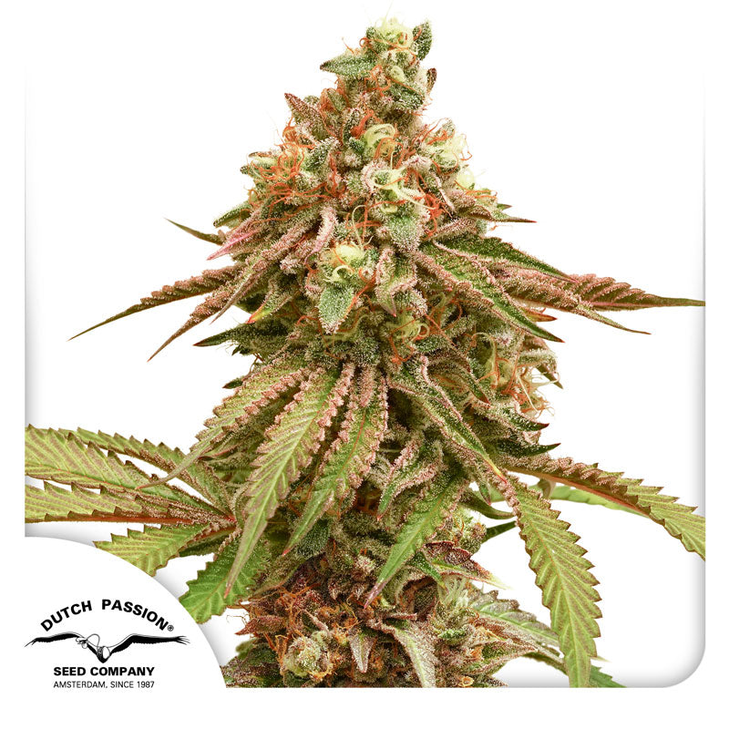 Tropical Tangie Feminisierte Samen Hanfpflanze in Blüte