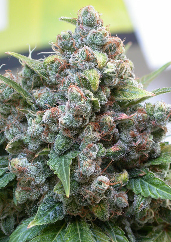 White Widow - Feminisiert Hanfpflanze Blüte