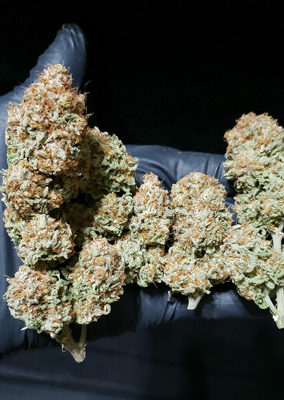 White Widow - Feminisiert Hanfpflanze nach Ernte