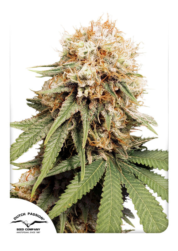 White Widow - Feminisiert Hanfpflanze