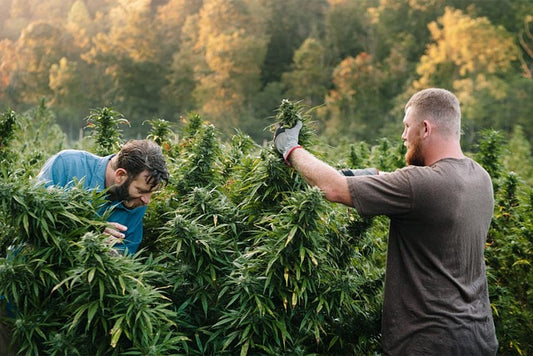 Männer bei der Ernte von Cannabis Pflanzen