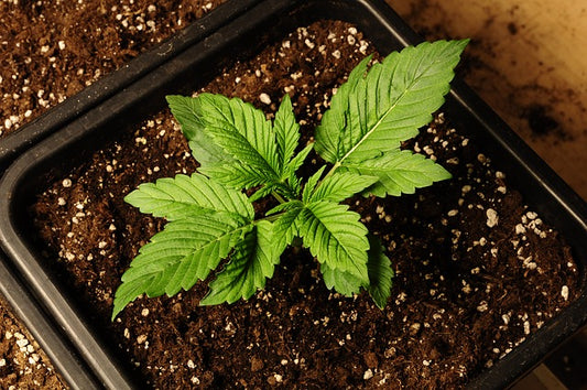 Cannabis Pflanze klein im Topf