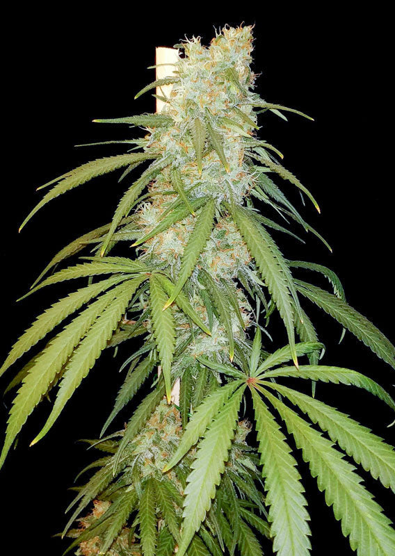 Amsterdam Amnesia Feminisierte Hanfsamen Outdoor