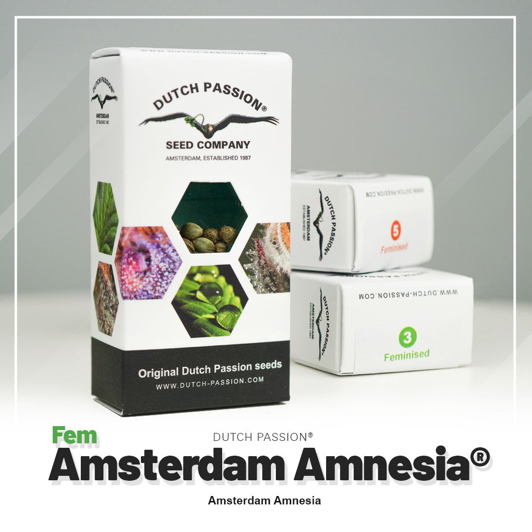 Amsterdam Amnesia Feminisierte Hanfsamen Verpackung