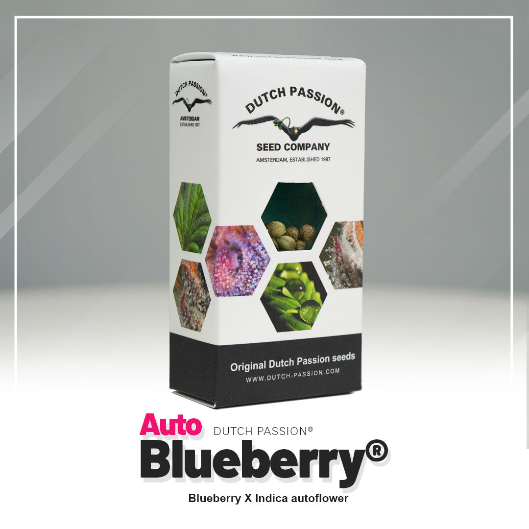 Blueberry - Auto Hanfsamen Verpackung