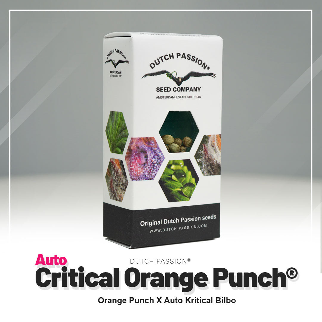 Critical Orange Punch - Auto Hanfsamen Verpackung