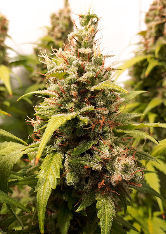 Critical Orange Punch - Auto Hanfsamen Blüte