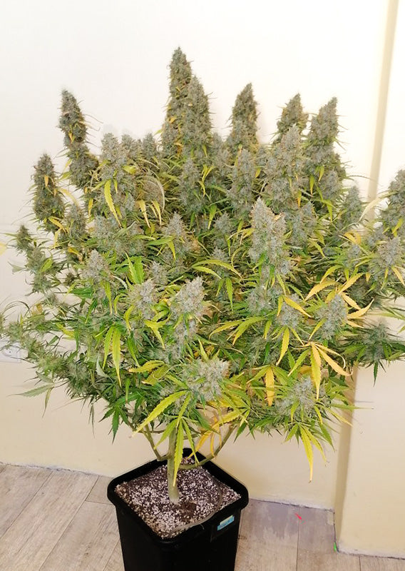 Critical Orange Punch - Auto Hanfpflanze im Topf